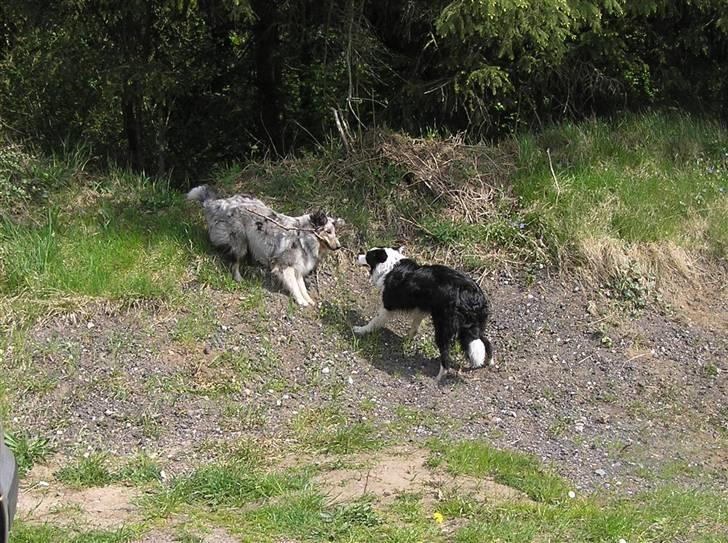 Shetland sheepdog Freddy - Freddy og Izzie billede 10