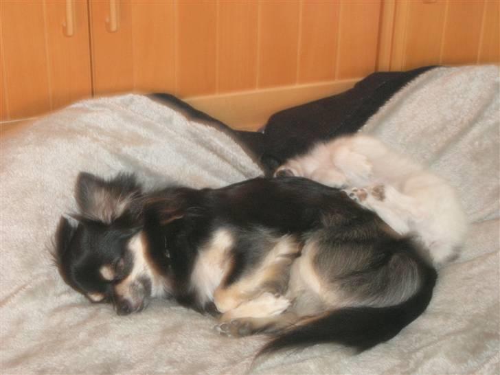 Papillon Nikki billede 9