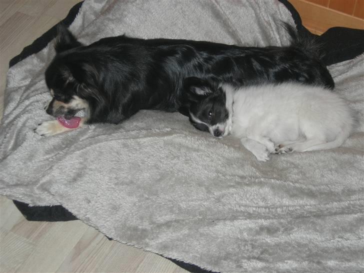 Papillon Nikki billede 10