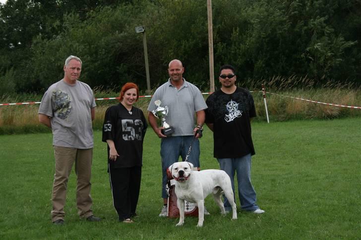 Amerikansk bulldog Magrethelunds Basso billede 1