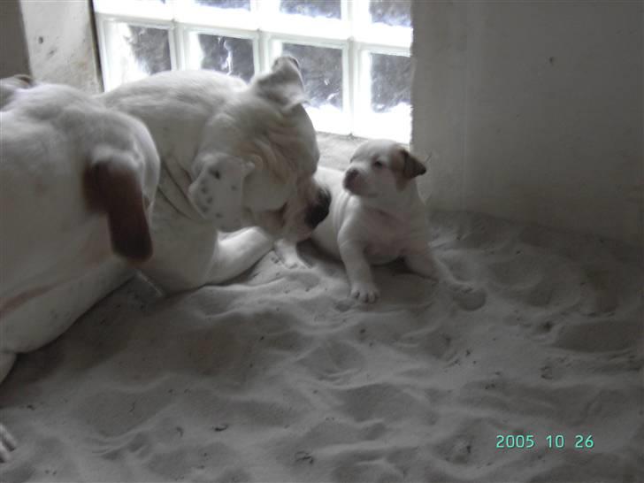 Amerikansk bulldog Magrethelunds Basso billede 2