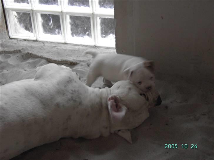 Amerikansk bulldog Magrethelunds Basso billede 3