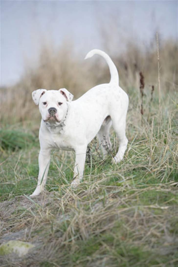 Amerikansk bulldog Magrethelunds Basso billede 4