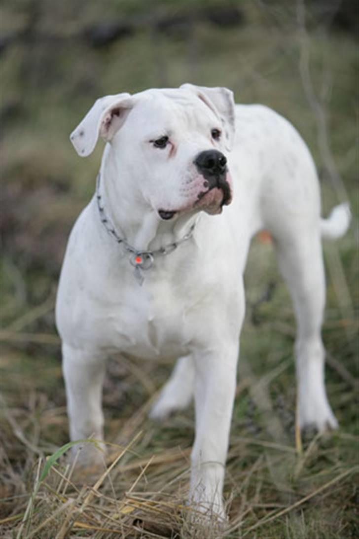 Amerikansk bulldog Magrethelunds Basso billede 5