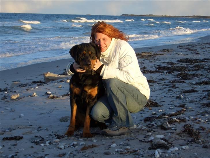 Rottweiler nero billede 7