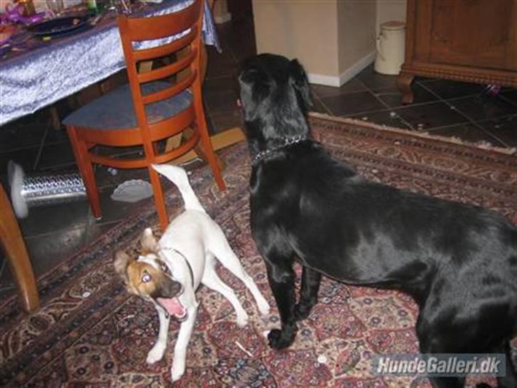 Glathåret foxterrier Mille (himmelhund) billede 16