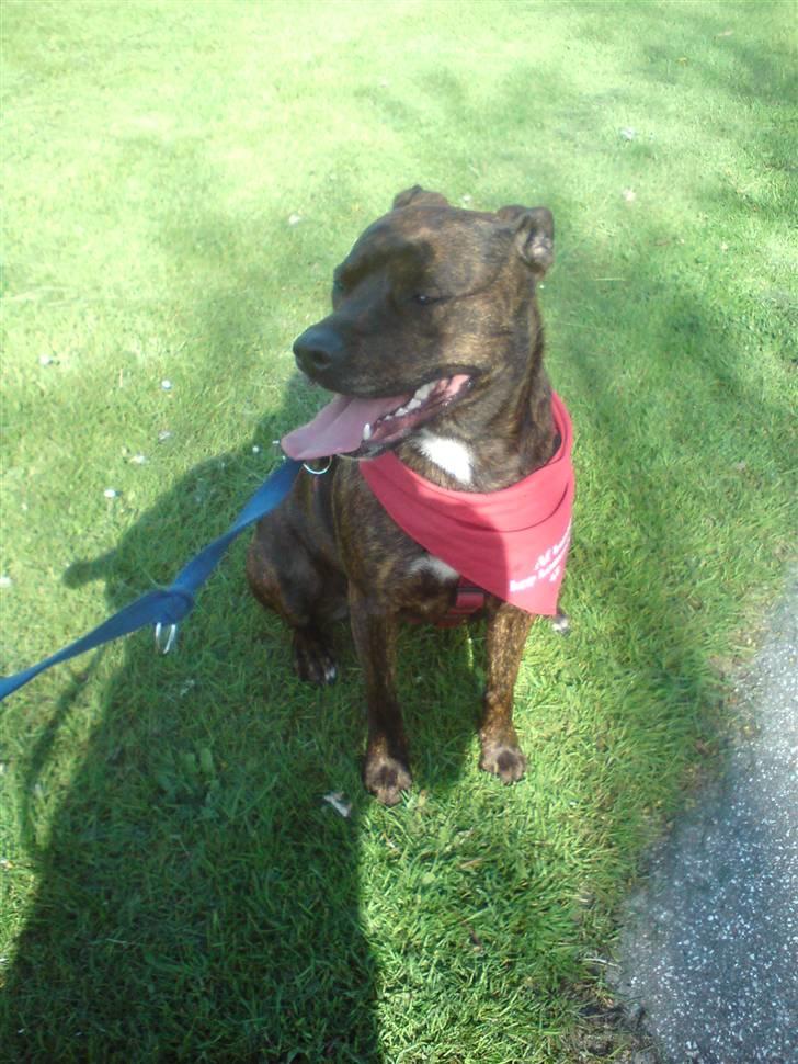 Amerikansk staffordshire terrier - Bessie <3 billede 8