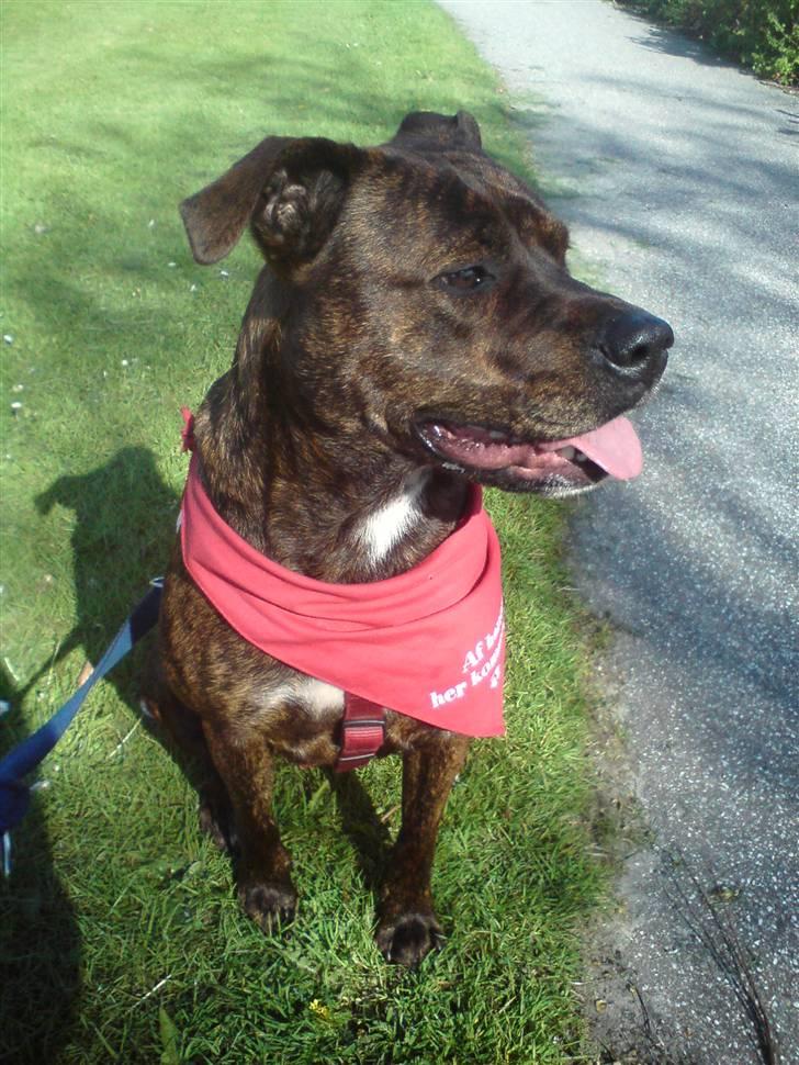 Amerikansk staffordshire terrier - Bessie <3 billede 9