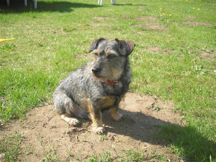 Blanding af racer Bamse R.I.P - Velkommen til Bamses profil :) billede 1