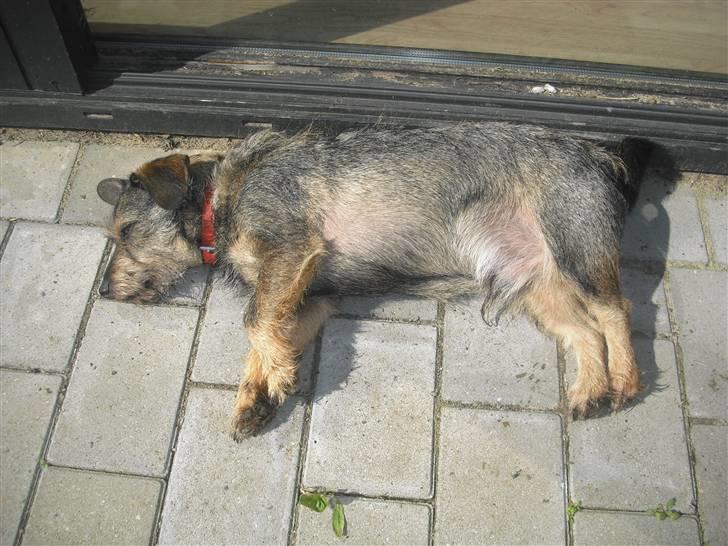 Blanding af racer Bamse R.I.P billede 2