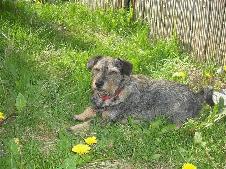 Blanding af racer Bamse R.I.P billede 3