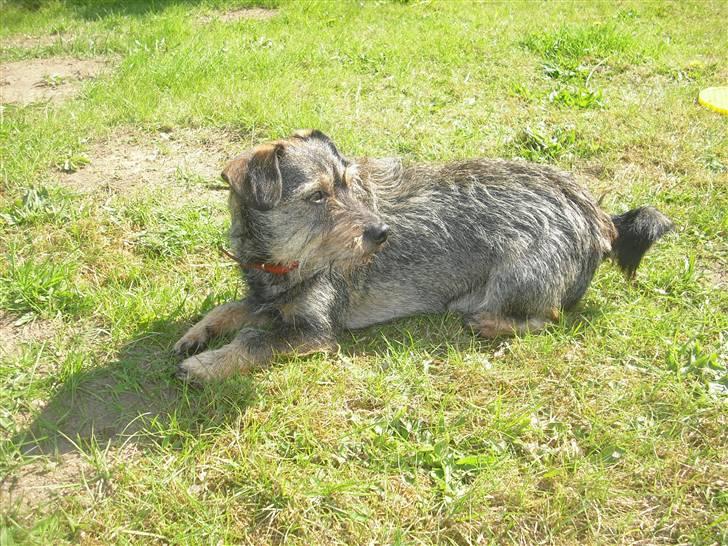 Blanding af racer Bamse R.I.P billede 4