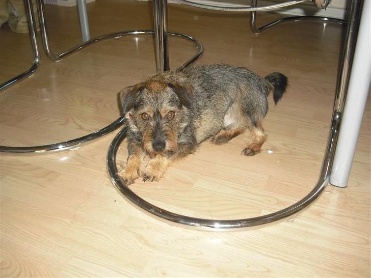 Blanding af racer Bamse R.I.P billede 5