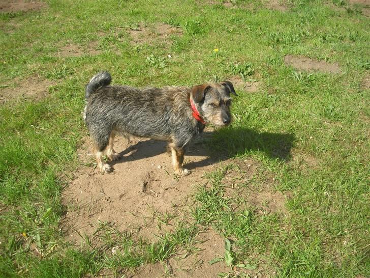 Blanding af racer Bamse R.I.P billede 6