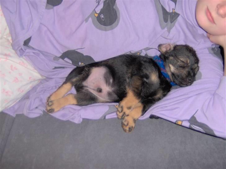 Blanding af racer Bamse R.I.P - Bamse som lille da vi lige havde fået ham. billede 7