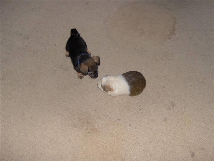 Blanding af racer Bamse R.I.P - Så lille var han, ikke meget større end et marsvin :) billede 8