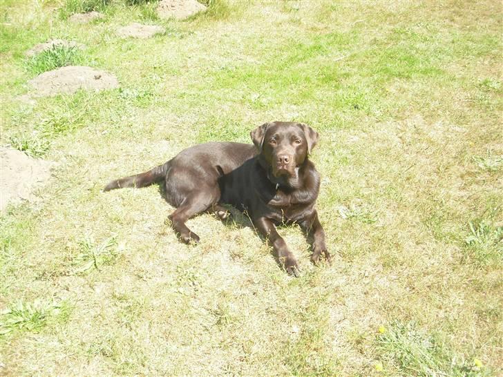 Labrador retriever Jack. R.I.P billede 14