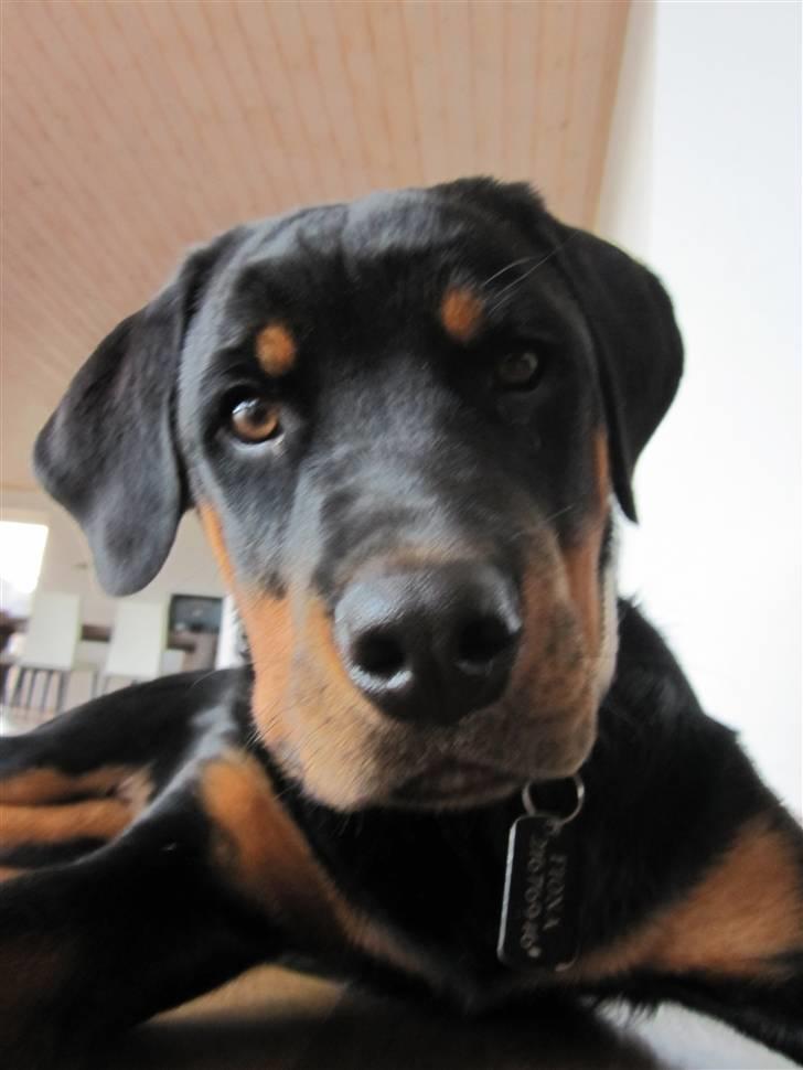 Rottweiler Zakoda Evita Aka Pølse  - Hallo Mit navn er Fiona aka Pølse billede 1