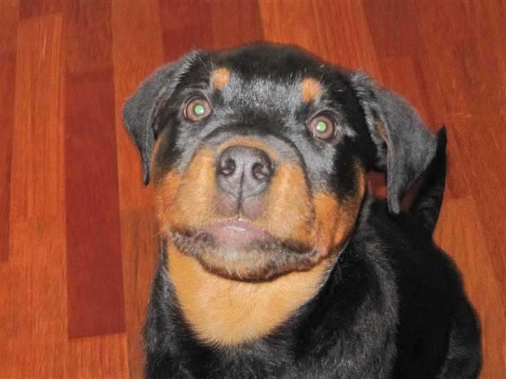 Rottweiler Zakoda Evita Aka Pølse  - 12 uger billede 2