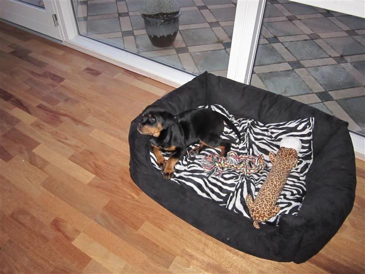 Rottweiler Zakoda Evita Aka Pølse  - Mig i teqila´s kurv  billede 3