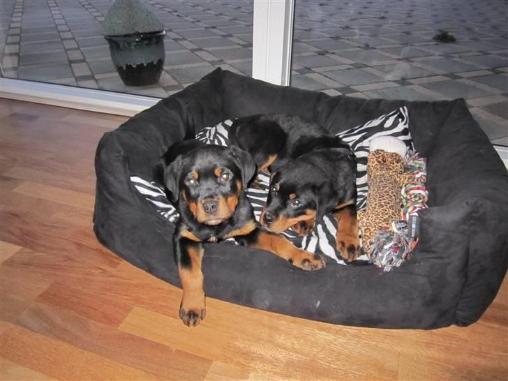 Rottweiler Zakoda Evita Aka Pølse  - Mig og min søster billede 4