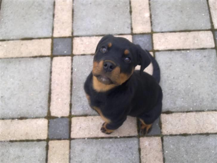 Rottweiler Zakoda Evita Aka Pølse  - ude i den store verden..  billede 5