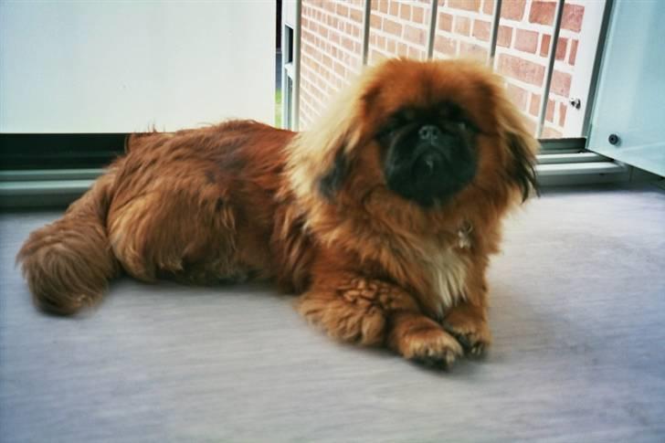 Pekingeser Monty - det er dejligt at ligge her ude billede 12