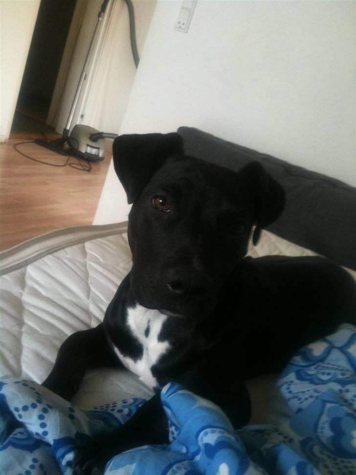 Amerikansk staffordshire terrier Ziva billede 10