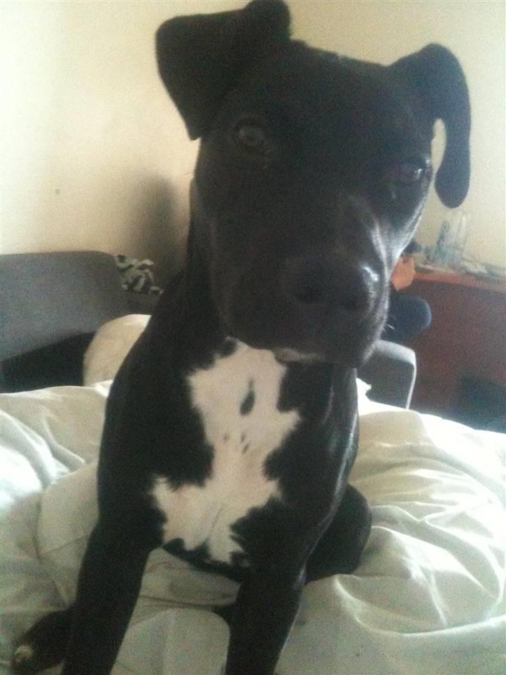 Amerikansk staffordshire terrier Ziva billede 11