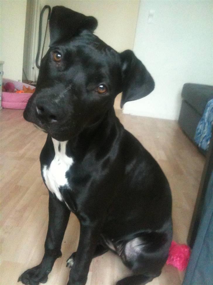 Amerikansk staffordshire terrier Ziva billede 12