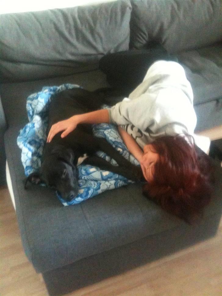 Amerikansk staffordshire terrier Ziva billede 13