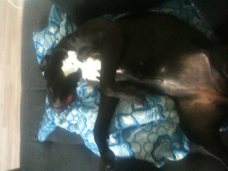 Amerikansk staffordshire terrier Ziva billede 14