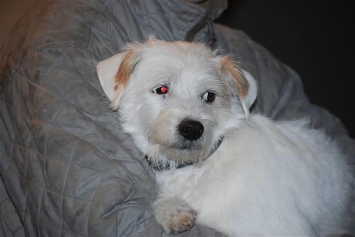 Blanding af racer jack Død d.18/12-10 :´( billede 19