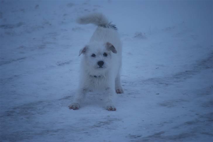 Blanding af racer jack Død d.18/12-10 :´( - Tak for kigget
-knus Jack billede 20