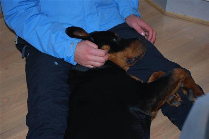 Rottweiler Maja  billede 18