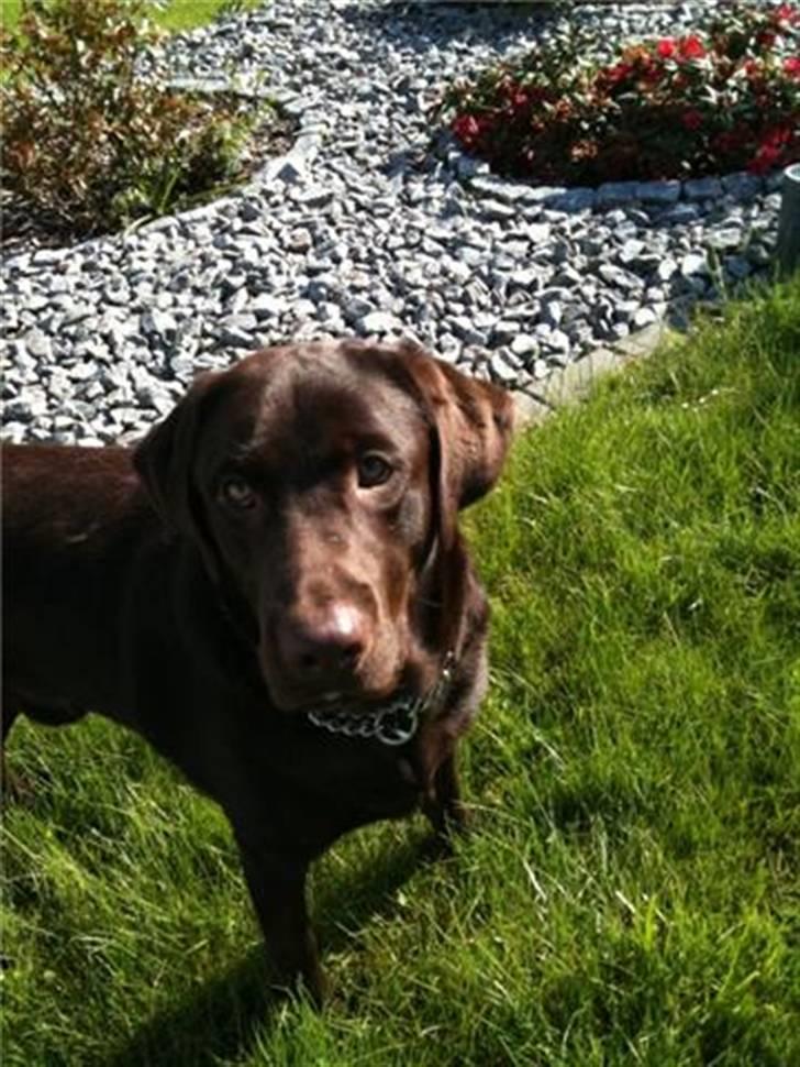 Labrador retriever Balder - dejlige Balder billede 1