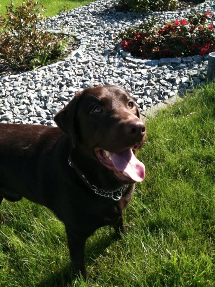 Labrador retriever Balder - Balder billede 2