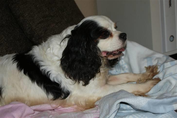 Cavalier king charles spaniel Tenna billede 1