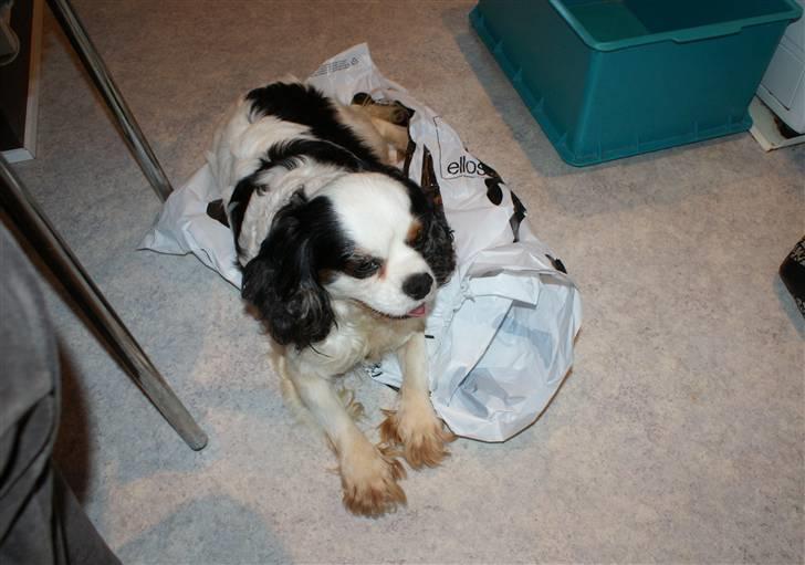 Cavalier king charles spaniel Tenna billede 2