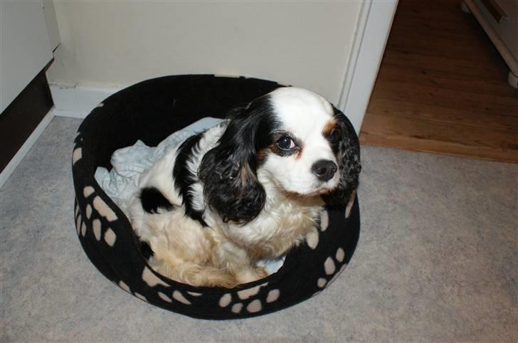 Cavalier king charles spaniel Tenna billede 3