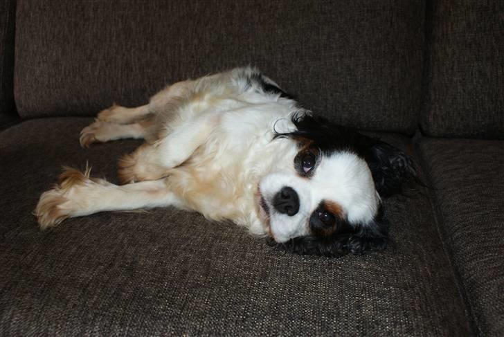 Cavalier king charles spaniel Tenna billede 4