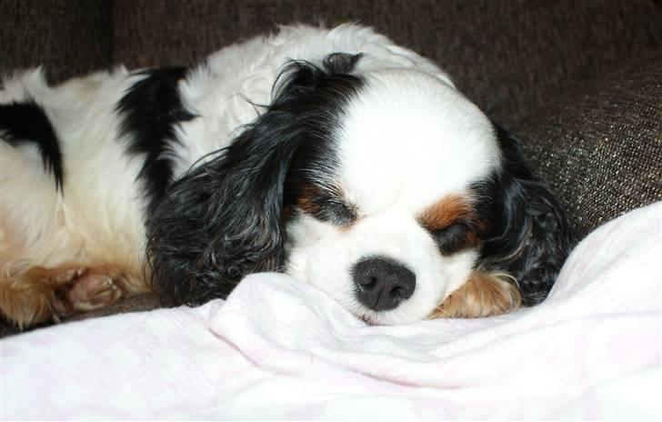 Cavalier king charles spaniel Tenna billede 5