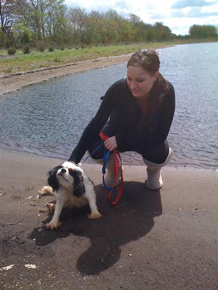 Cavalier king charles spaniel Tenna billede 6