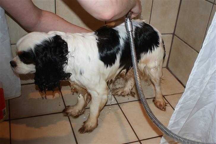 Cavalier king charles spaniel Tenna billede 7