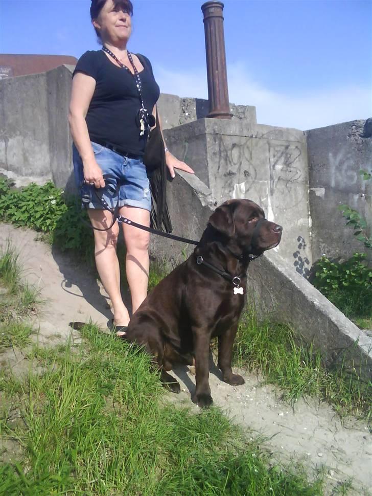Labrador retriever Albert - NYT! fordi du og mor elsker hinanden :´)  billede 13