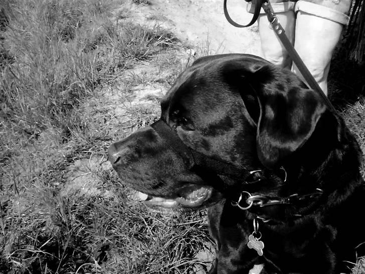 Labrador retriever Albert - Nyt! fordi du er der altid!  billede 14