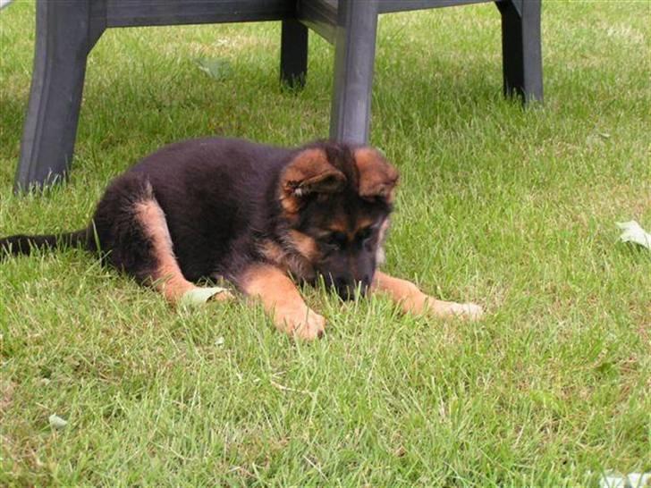 Schæferhund Ashja - Ashja som hvalp :-). billede 12