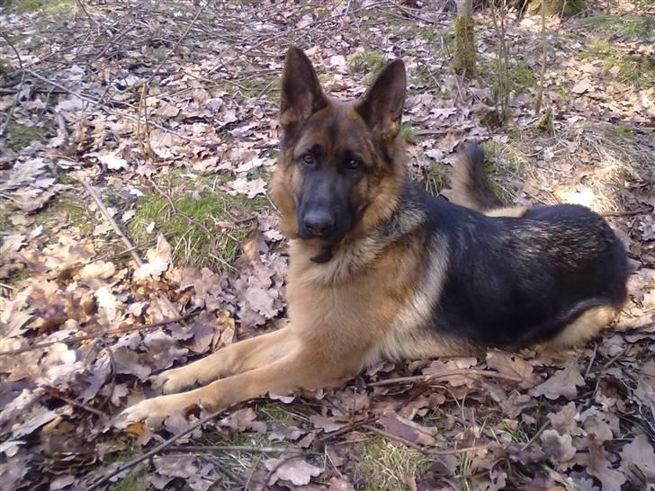 Schæferhund Ashja billede 13