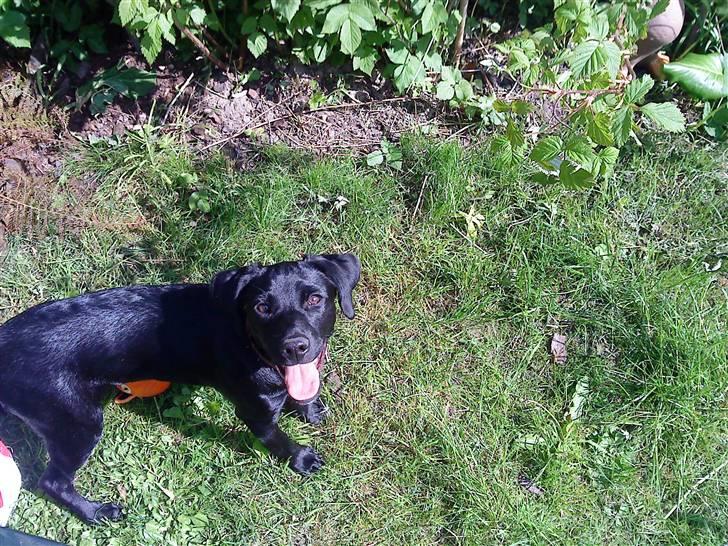 Blanding af racer Laura billede 1