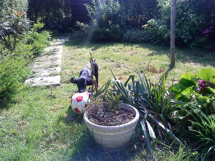 Blanding af racer Laura billede 2